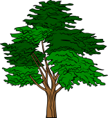 Cedar Tree Couped