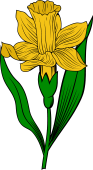 Daffodil Slipped and Leaved