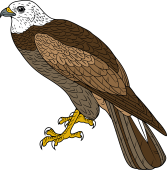 Marsh Harrier or Moor Hawk