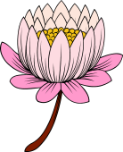 Lotus (Lily Pad) Flower