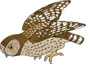 Naked-Footed Night Owl