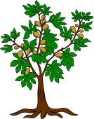 Fig Tree Eradicated