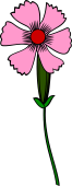 Carnation or Pink-Stalked
