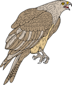India Hawk